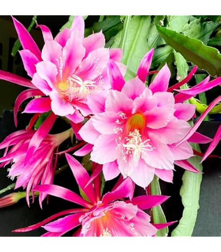 Amazon.co.jp: 孔雀サボテン 交配種 満月美人 花なし・開花